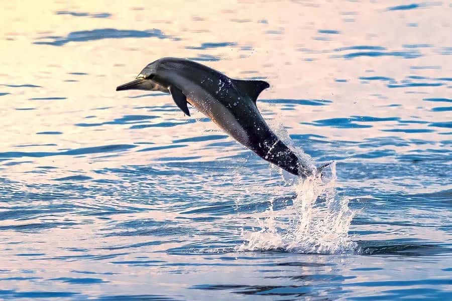Muscat: Dolphin Watch & Snorkel Excursion - The van ride and Muscat’s coastal views