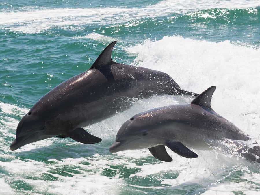 Muscat: Dolphin Watch & Snorkeling - Coastal views toward Bandar Khairan and the Al Hajar Mountains