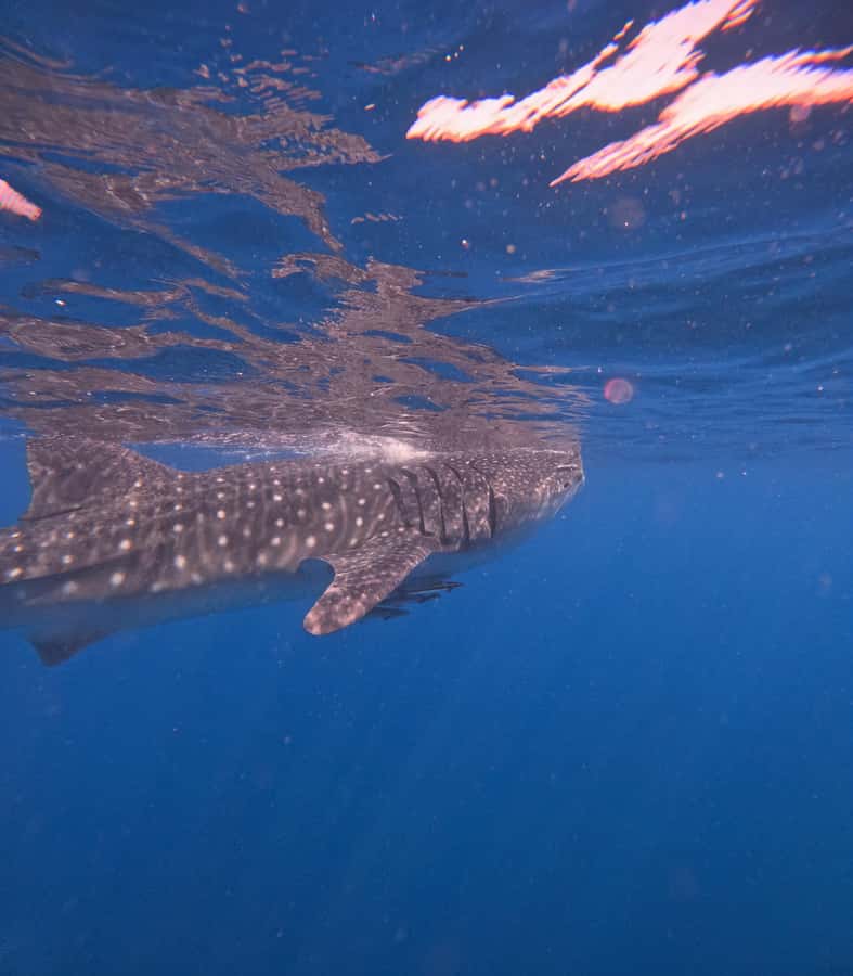 Muscat: Dolphin Watch & Snorkeling - Is $82 a fair price?
