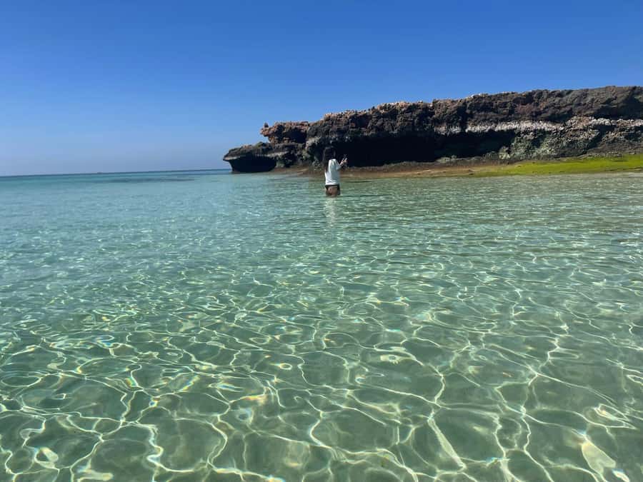 Muscat: Dolphin Watch & Snorkeling - Watching dolphins in their natural setting