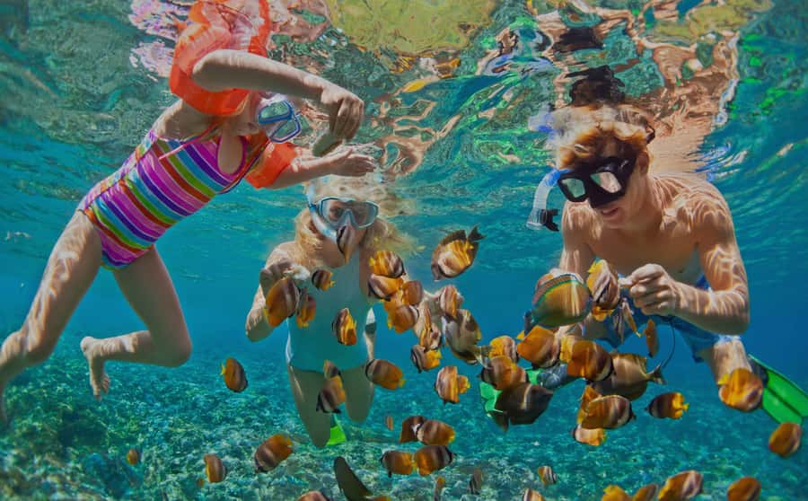 Muscat: Dolphin Watching and Snorkeling Tour - Key points to know before booking