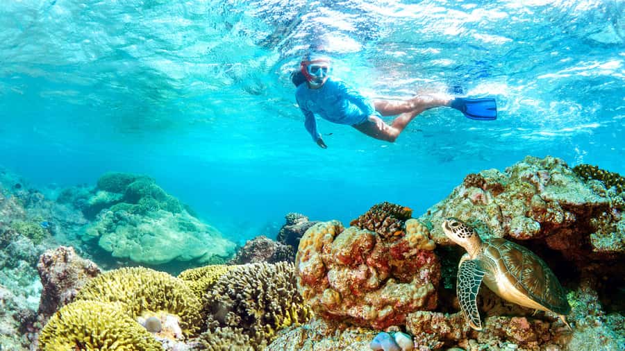 Muscat: Dolphin Watching and Snorkeling Tour - Searching for dolphins off Muscat