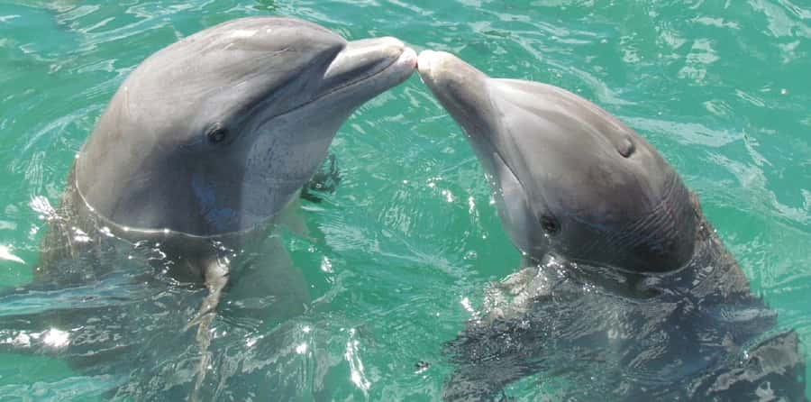 Muscat: Dolphin Watching and Snorkeling Tour - Is $90 a fair price?