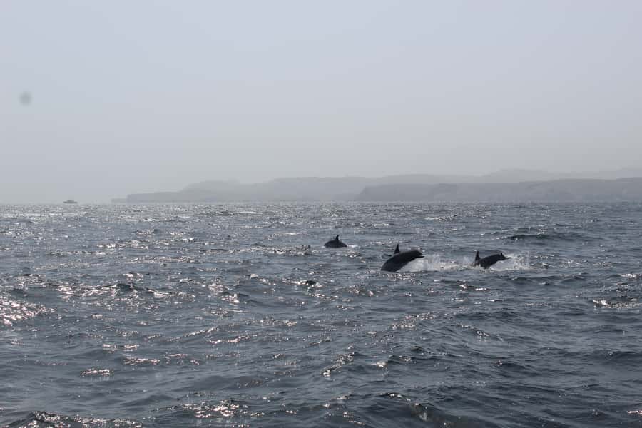 Muscat: Dolphin Watching and Snorkeling Tour By Speed Boat - Starting at Marina Bandar Al Rowdha