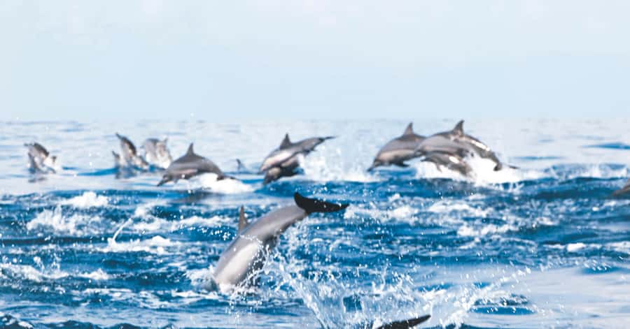 Muscat: Dolphin Watching and Snorkeling Tour - From Muscat pickup to the marina