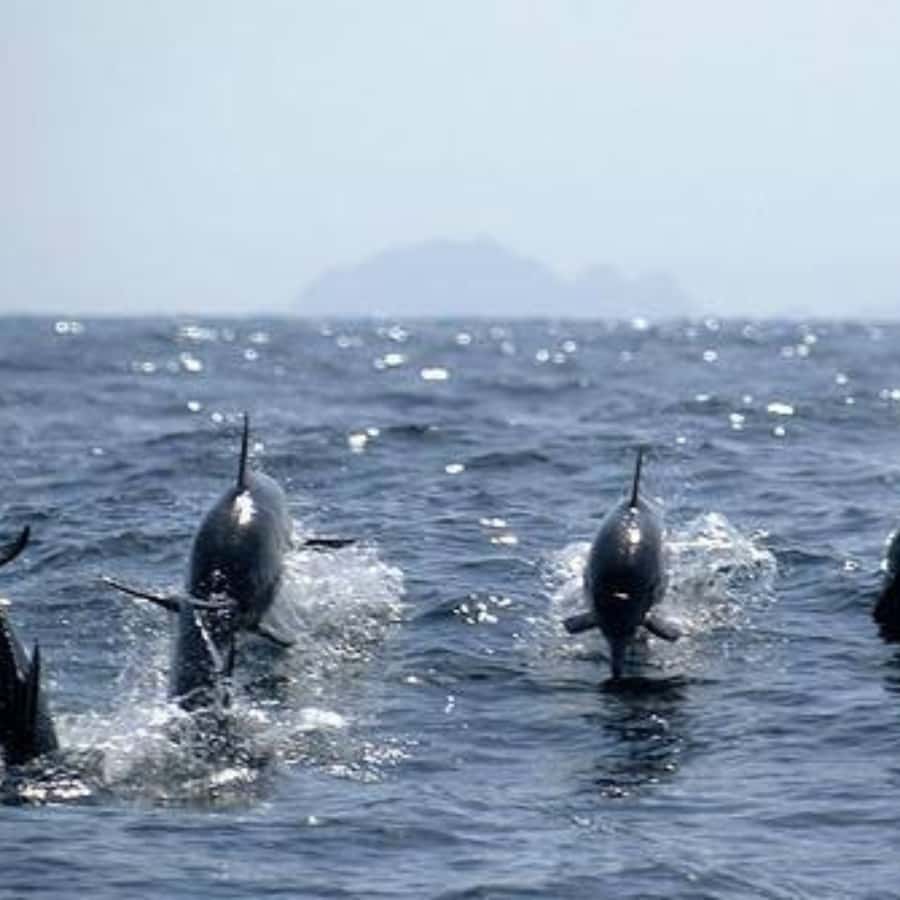 Muscat: Dolphin Watching and Snorkeling Trip - Key points to know before you book