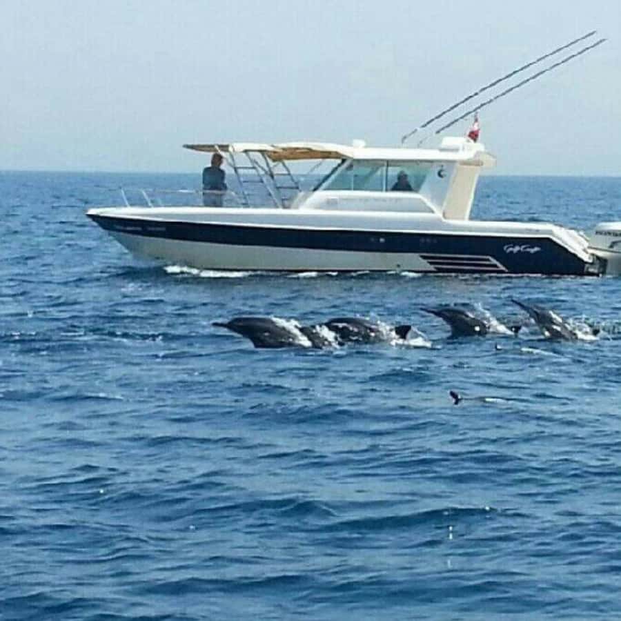 Muscat: Dolphin Watching and Snorkeling Trip - Leaving Marina Bandar Al Rowdha