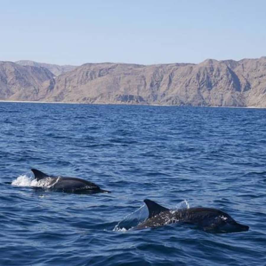 Muscat: Dolphin Watching and Snorkeling Trip - What is included, and what the $57 price buys you
