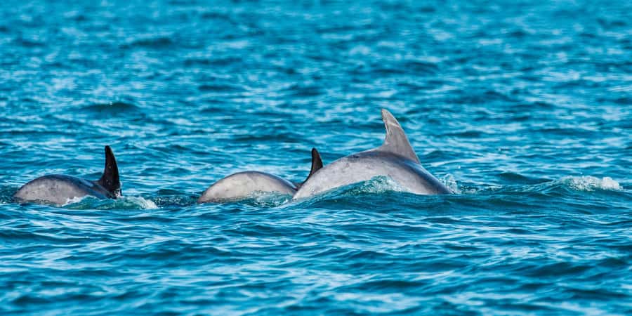 Muscat: Dolphin Watching Boat Amazing Trip - Key points before you book