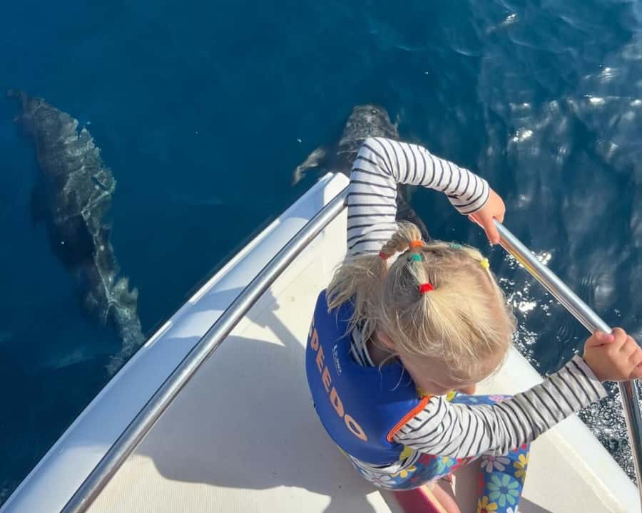 Muscat: Dolphin Watching Boat Amazing Trip - Setting out from Marina Bandar al Rowdha