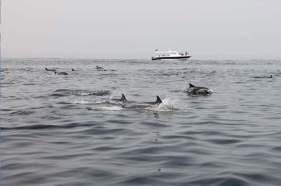 Muscat: Dolphin Watching Boat Amazing Trip - Who will enjoy this trip most?