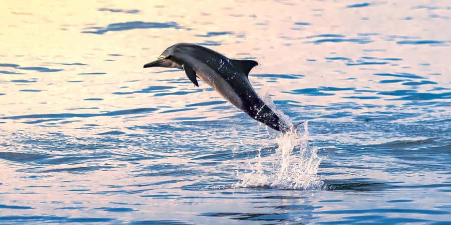 Muscat: Dolphin Watching Boat Tour - Key points before you book