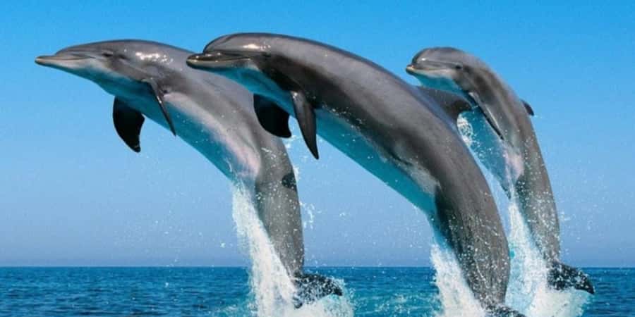 Muscat: Dolphin Watching Boat Tour - Watching dolphins in open water