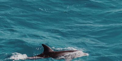 Dolphin Watching Boat Tour