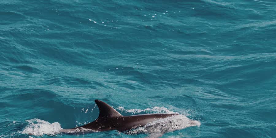 Muscat: Dolphin Watching Boat Tour - The first 25 to 30 minutes at sea
