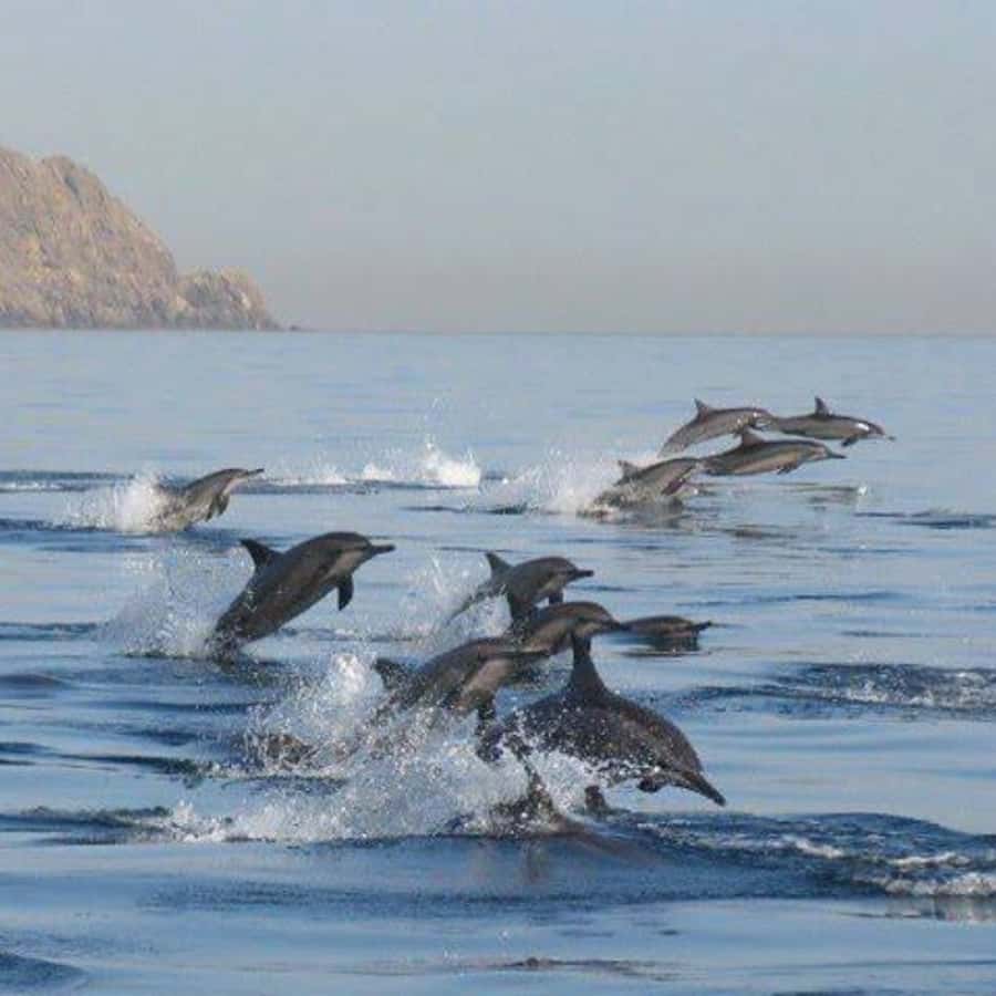 Muscat: Dolphin Watching Boat Trip with Snacks & Local Guide - Arch Rock, Bustan Palace, and Muscat’s Coast