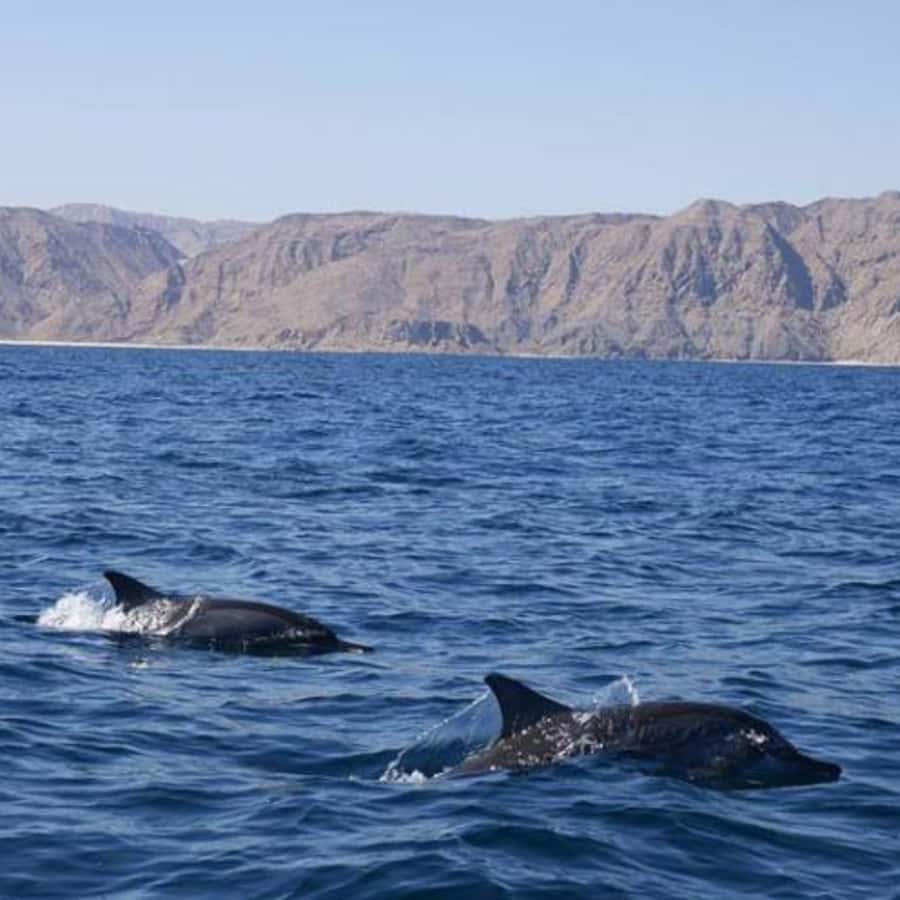 Muscat: Dolphin Watching Boat Trip with Snacks & Local Guide - Hotel Pickup and the Small Details That Matter
