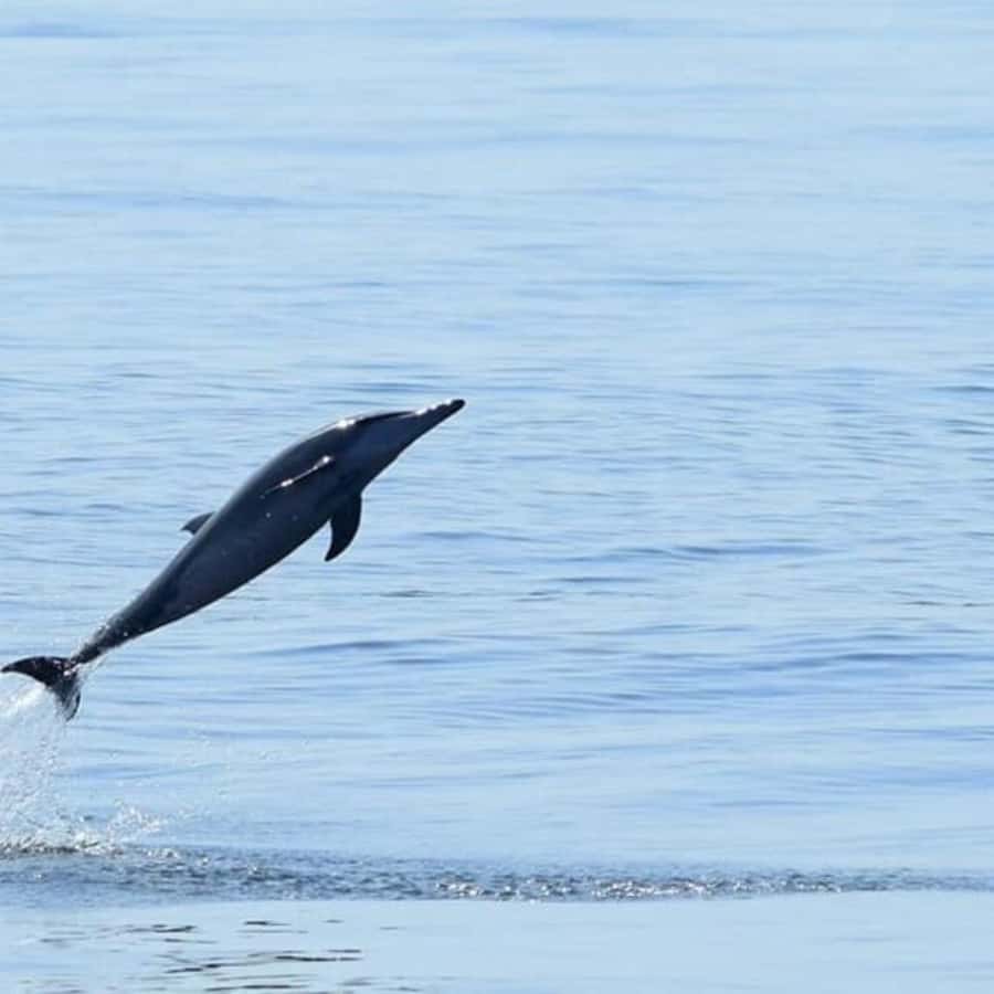 Muscat: Dolphin Watching Boat Trip with Snacks & Local Guide - How to Prepare for the Two Hours
