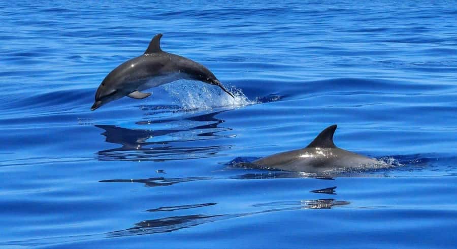 Muscat Dolphin Watching & Coastal Sightseeing Tour - The five details that matter most