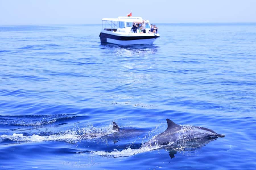 Muscat Dolphin Watching & Coastal Sightseeing Tour - The speedboat ride and the first search