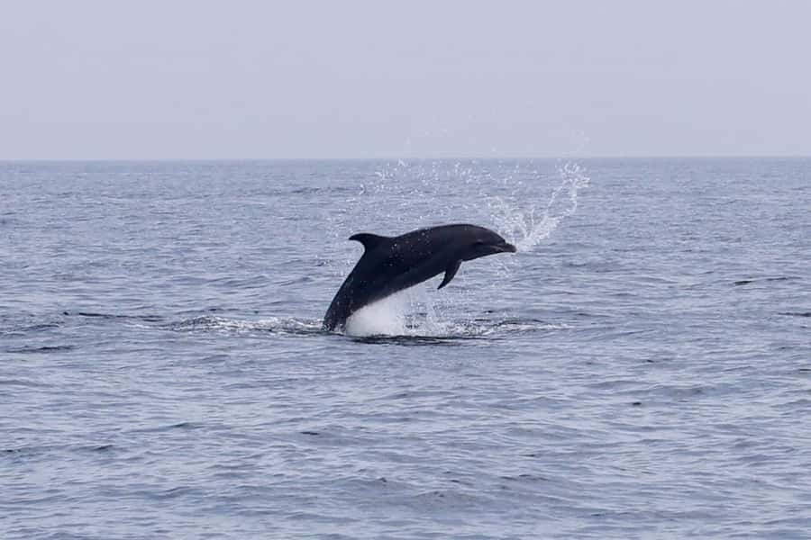 Muscat Dolphin Watching & Coastal Sightseeing Tour - Who will enjoy this most
