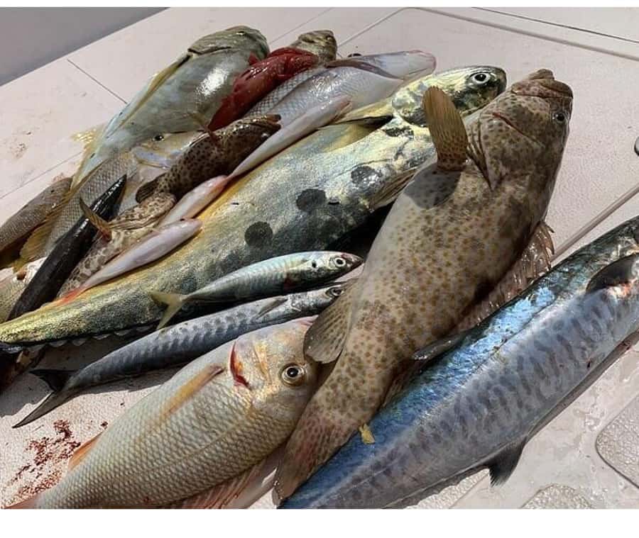 Muscat: Fishing Trip with Equipments - Key points to know before you book