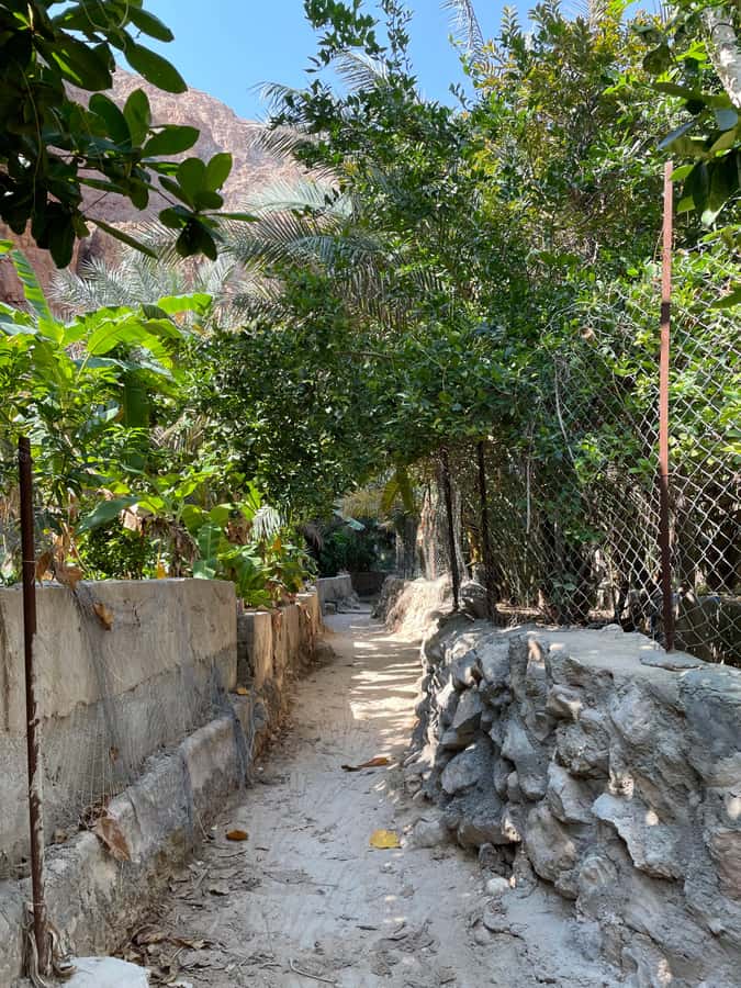 Muscat: Full-Day Wadi Shab & Bimmah Sinkhole Private Tour - Why a private guide is worth considering