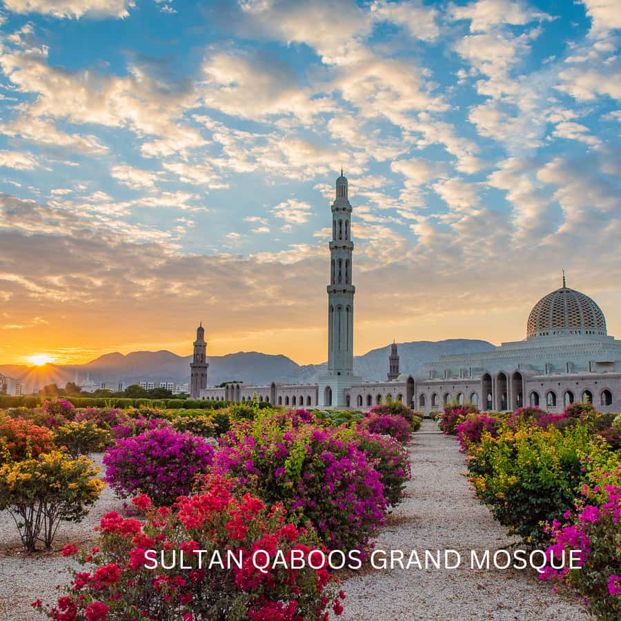 Muscat: Half-Day City Tour - Key points to know before you book