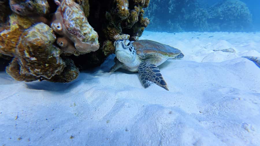Muscat Oman: Snorkeling adventure to Daymaniyat Island - What makes this Daymaniyat trip worth considering