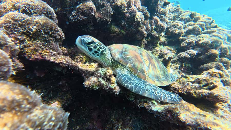 Muscat Oman: Snorkeling adventure to Daymaniyat Island - Two snorkeling spots and what you may see