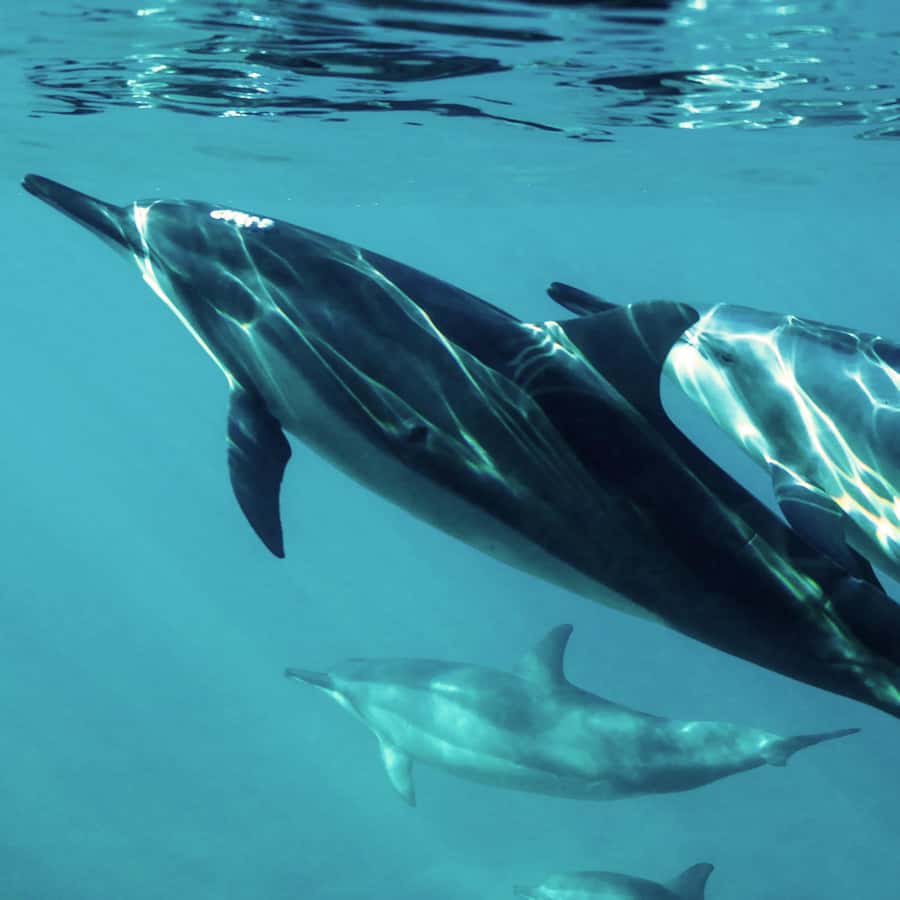 Muscat: Private 3-Hour Boat Charter with Snorkeling - Key points before you book
