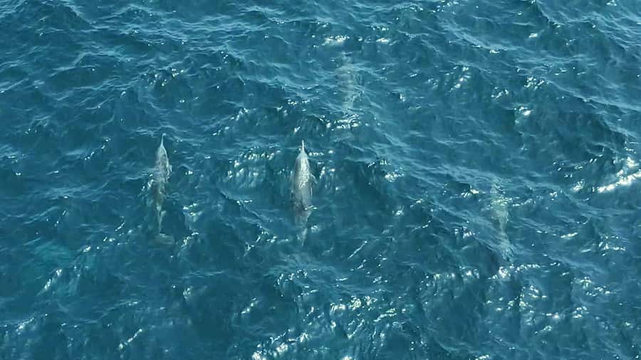 Muscat: Private 3-Hour Boat Charter with Snorkeling - Snorkeling in shallow water near coral and turtles