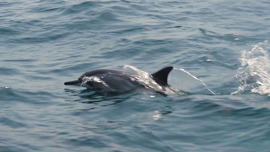 Muscat: Private 3-Hour Boat Charter with Snorkeling - Dolphin watching along Oman’s coast