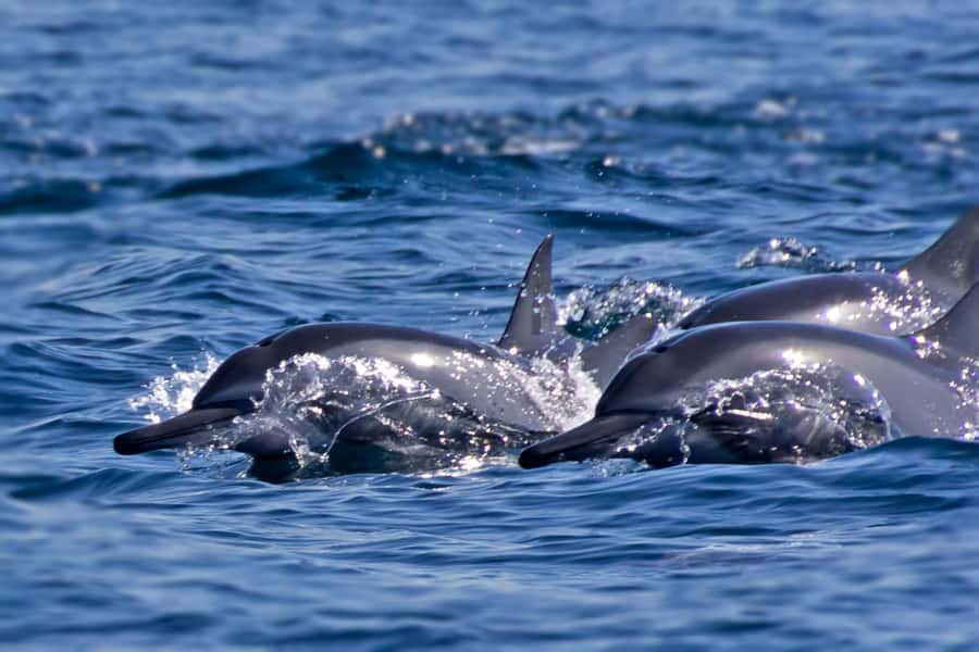 Muscat: Private 3-Hour Boat Charter with Snorkeling - Swimming, fishing, and a flexible private schedule