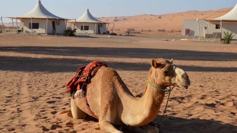 Muscat: Private 4-Wheel-Drive Desert Safari Trip - A full-day route from Muscat into Oman’s interior