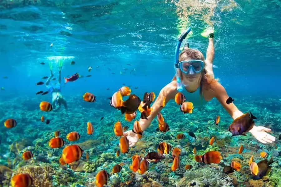Muscat: Snorkeling and Dolphin Watching Tour - Snorkeling Among Fish and Possible Turtles