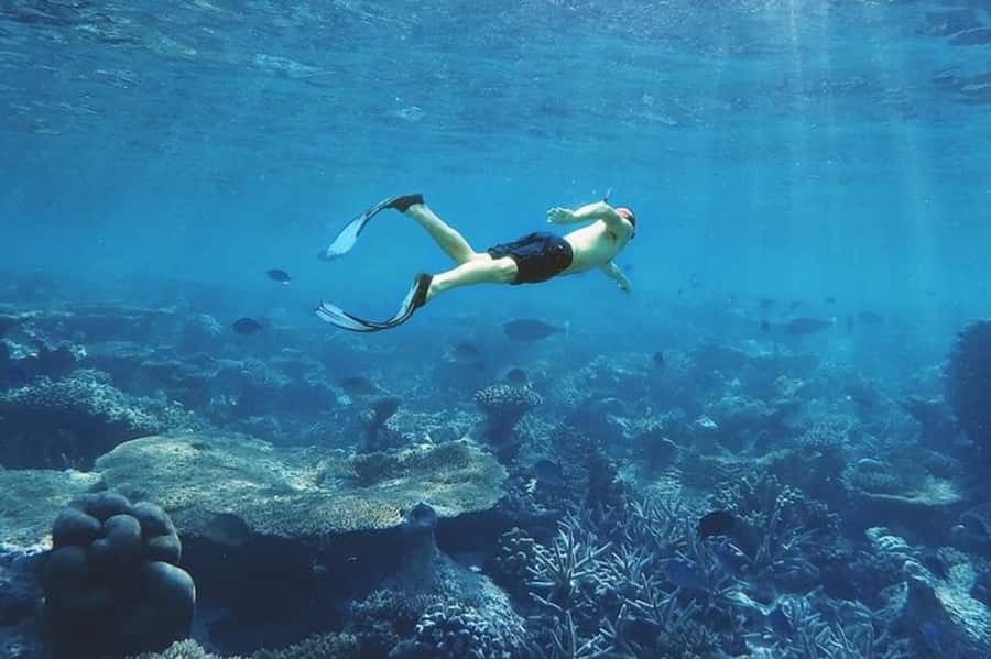 Muscat: Snorkeling and Dolphin Watching Tour - What the $50 Price Really Buys
