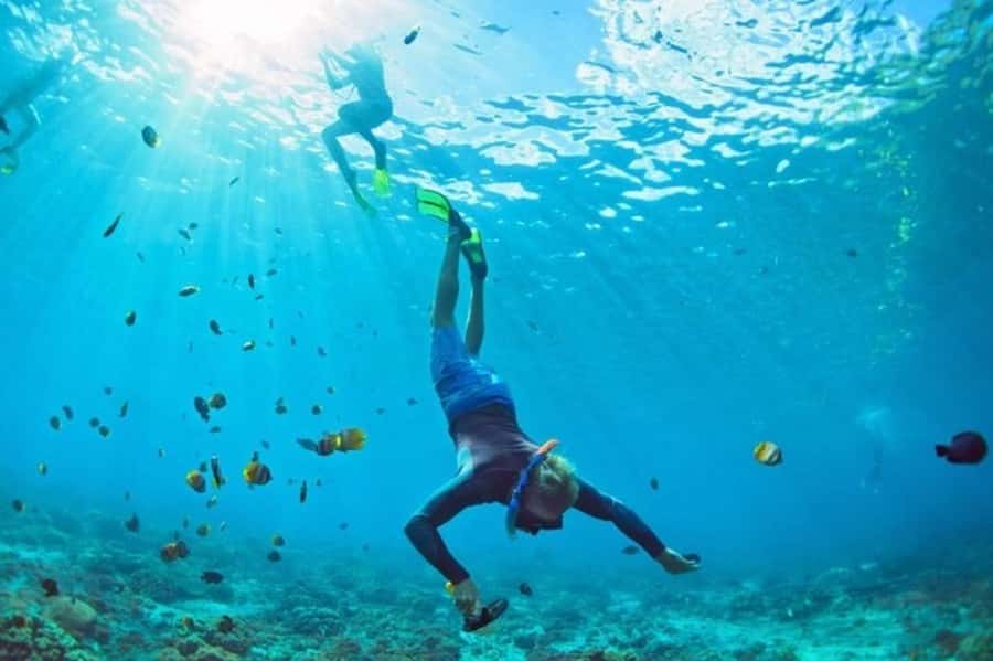 Muscat: Snorkeling and Dolphin Watching Tour - Who Will Enjoy This Three-Hour Outing