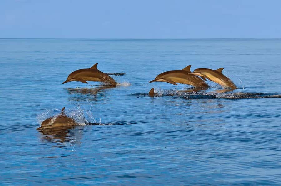 Muscat: Snorkeling and Dolphin Watching Tour - The Best Way to Judge the Experience