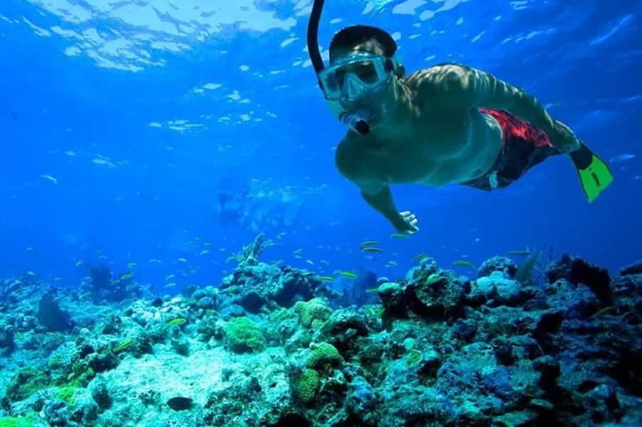 Muscat: Snorkeling and Dolphin Watching Tour - Should You Book Nobles Marine Tours?
