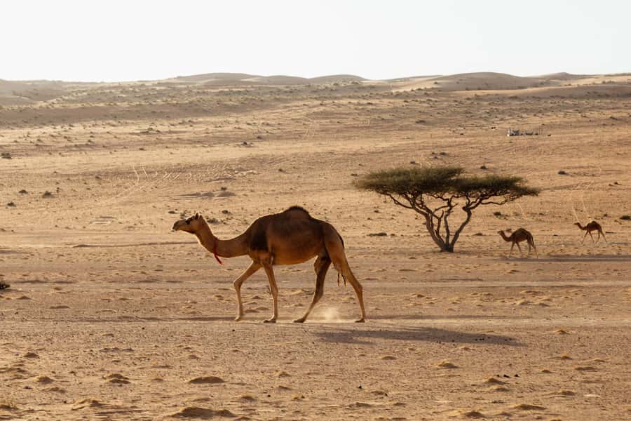 Muscat: Wadi Bani Khalid Oasis & Oman Desert Tour - Bedouin hospitality, coffee, camels, and local respect