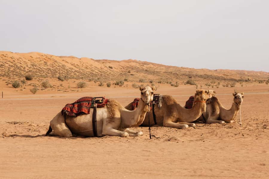 Muscat: Wadi Bani Khalid Oasis & Oman Desert Tour - What the guide adds to the day