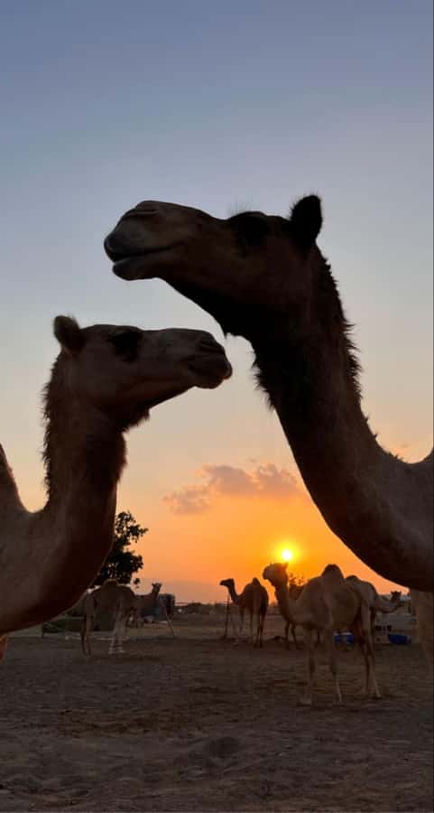 Muscat: Wadi Bani Khalid & Sunset at Wahiba Sands - Bidiyah and Wahiba Sands: sand, camels, and Bedouin culture