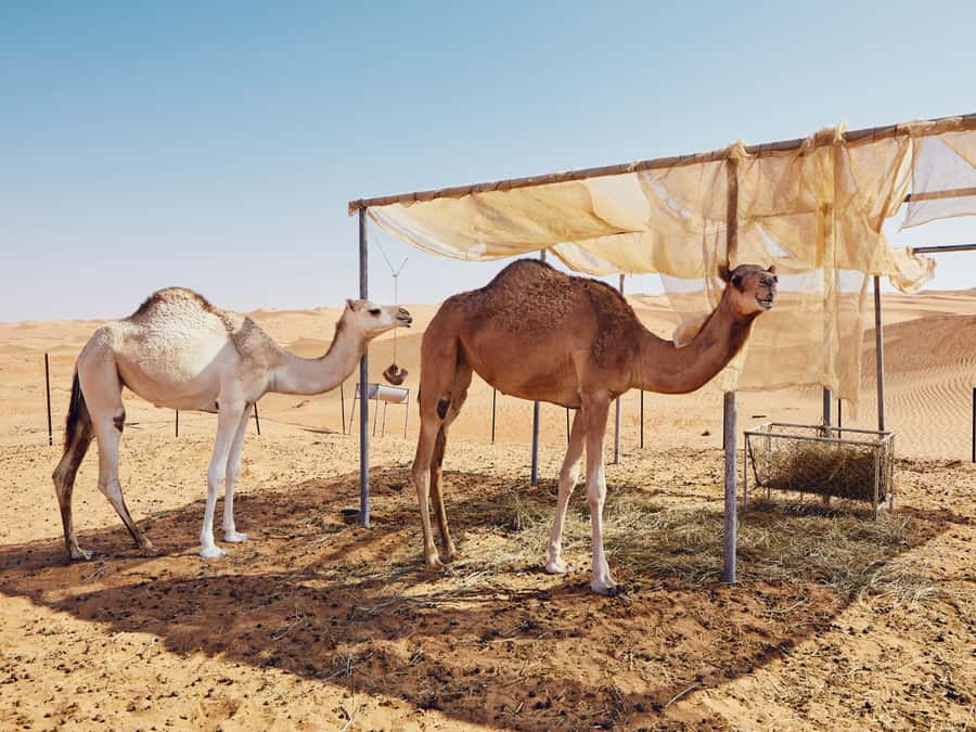 Muscat: Wahiba Sands Desert Sunset Tour with Dinner - Golden hour across the Wahiba Sands