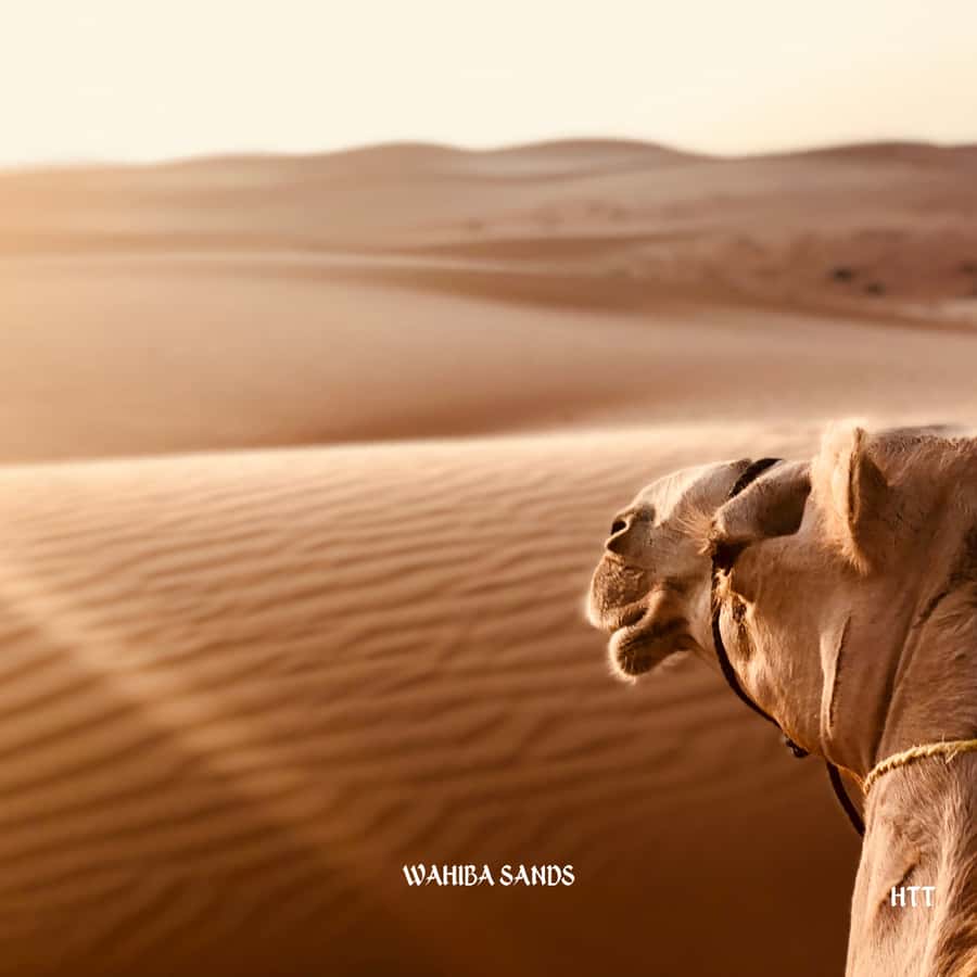 Muscat: Wahiba Sands, Wadi Bani Khalid Tour - Who should book this tour?