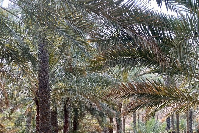 Old Nizwa authentic walks - Is $60 a fair price for four hours?