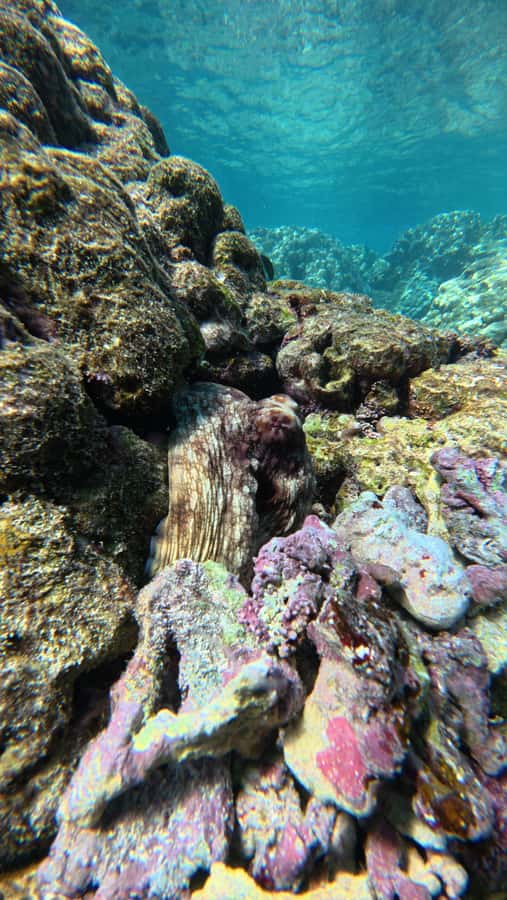 Oman: Daymaniyat Islands Visit and Snorkeling - Is the boat trip family-friendly?