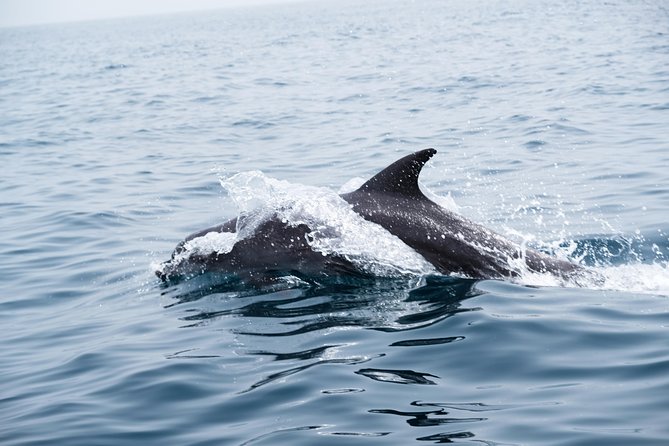 Oman Dolphin Watching Tours - The return trip adds Muscat’s coastal views