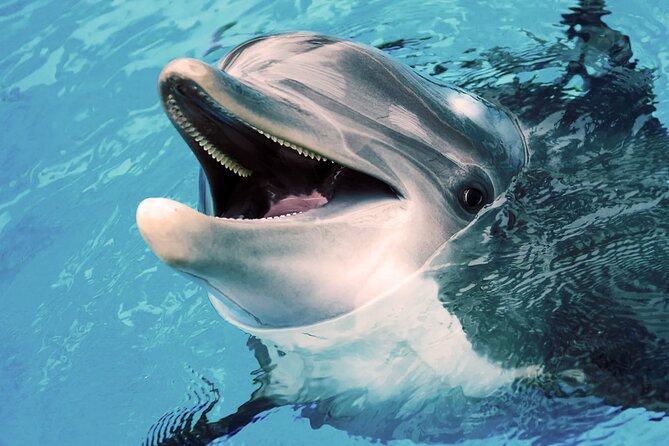 Oman Dolphin Watching Tours - Drinks, shade, and basic comfort