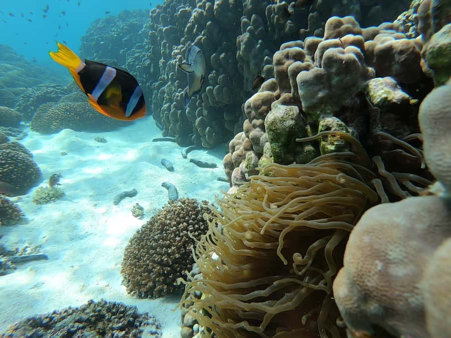 Oman: Snorkeling Trip at Daymaniyat Islands - Key points to know before booking